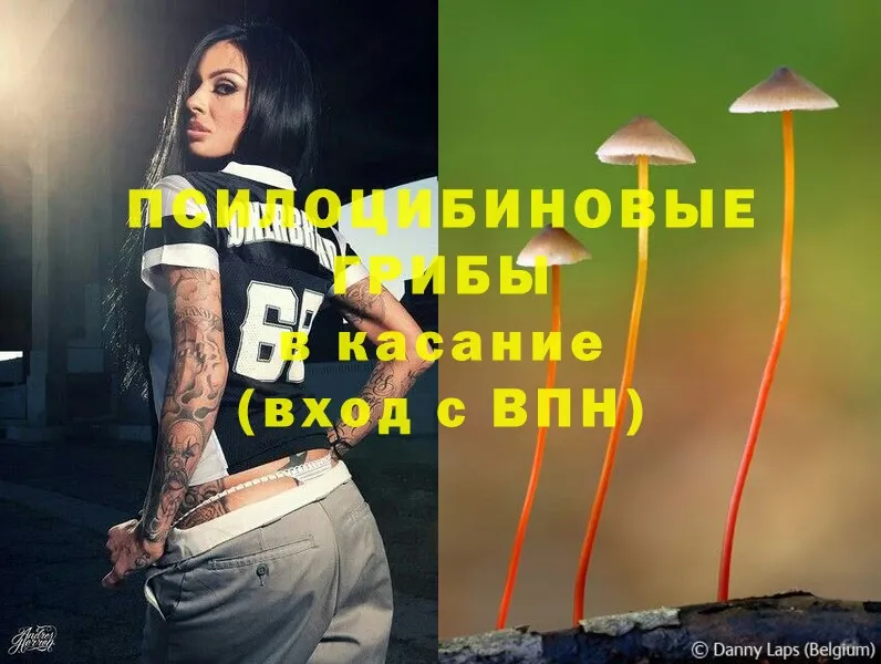 Галлюциногенные грибы MAGIC MUSHROOMS  Кольчугино 